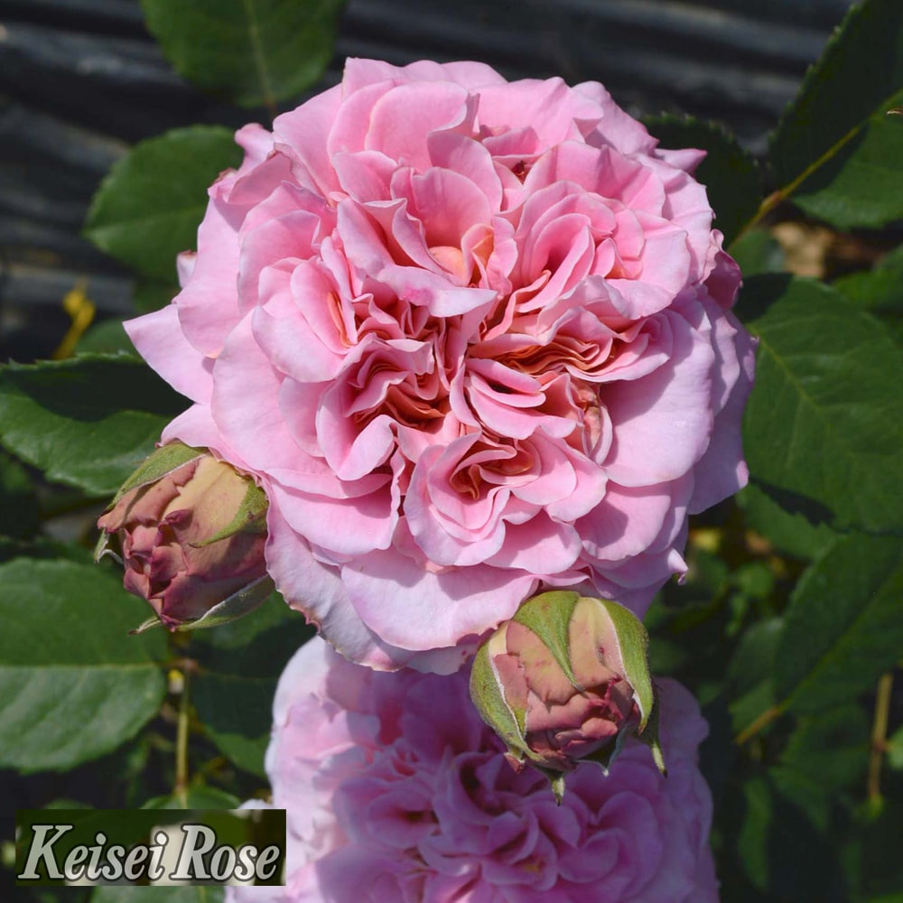 バラ アシュリー 3