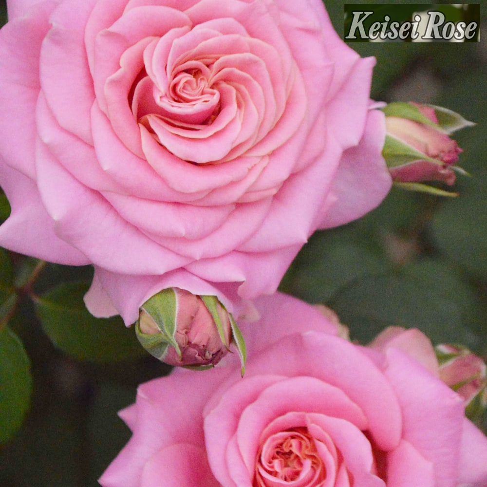 バラ アシュリー 4