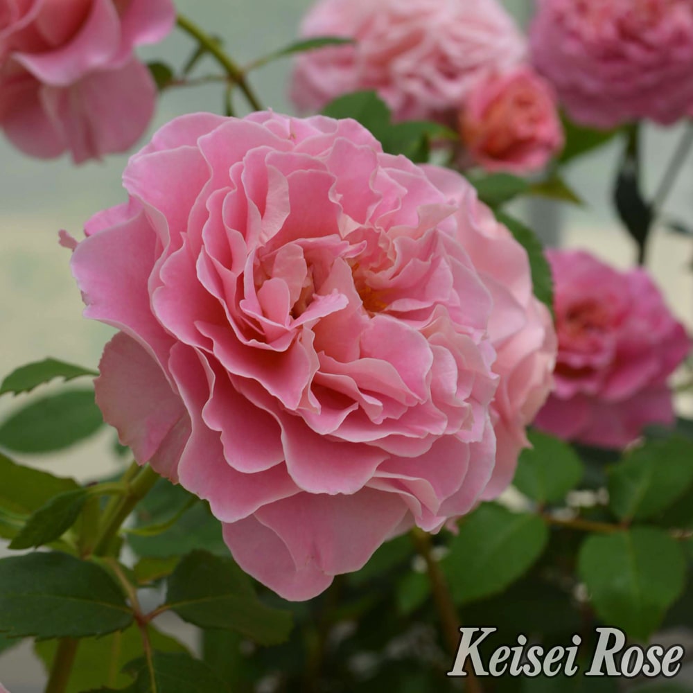 バラ アシュリー 5