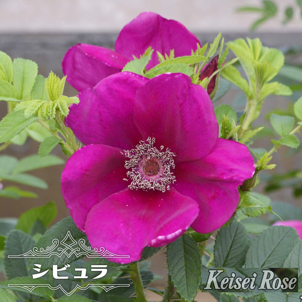 バラ プロローグ 