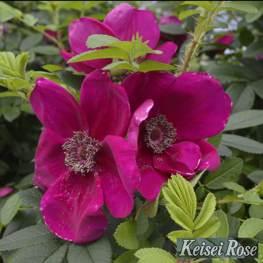 バラ シビュラ 2