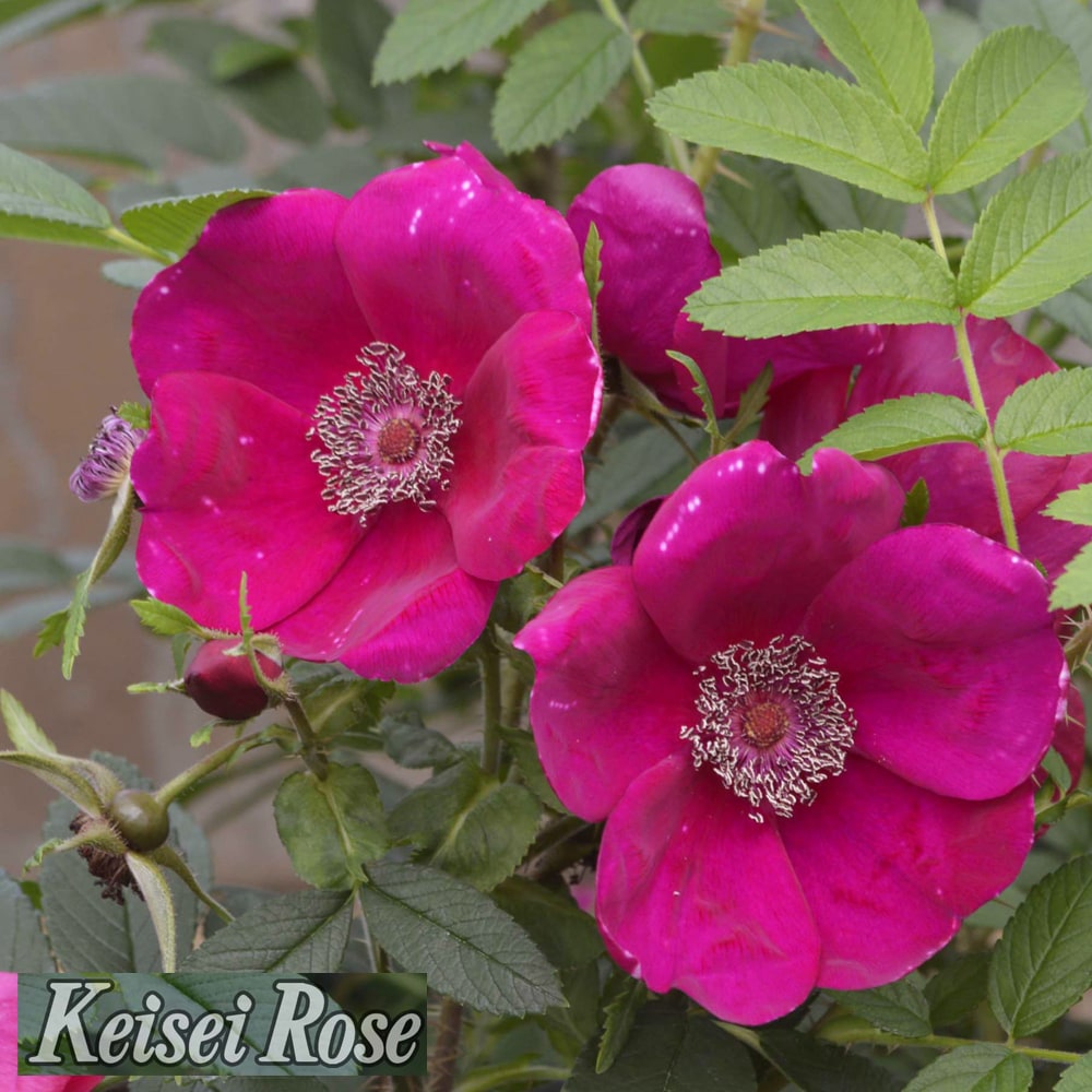 バラ シビュラ 3