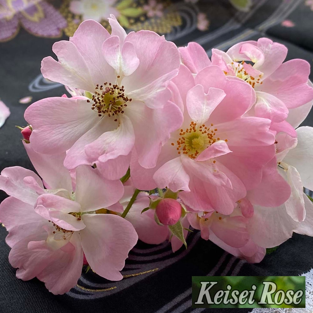 バラ スターリースカイ 2