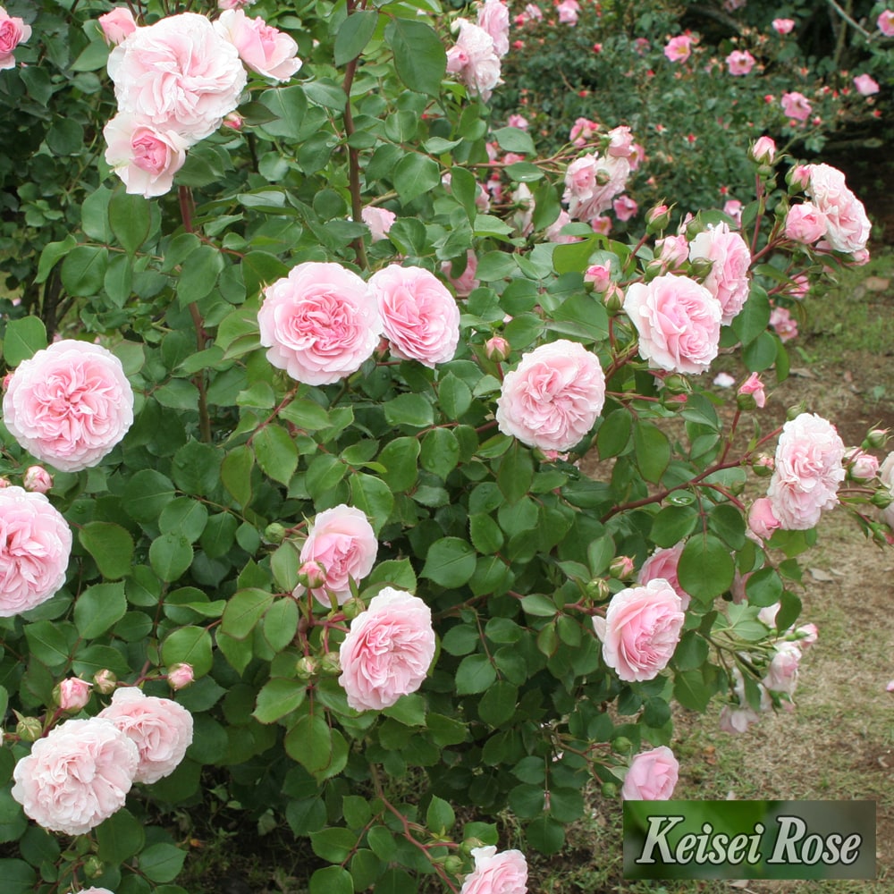 バラ マリアテレジア 4