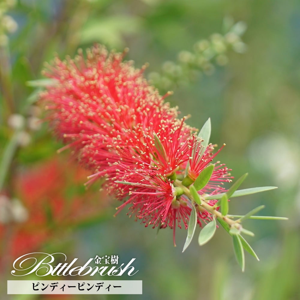 キンンポウジュ ピンディーピンディー 