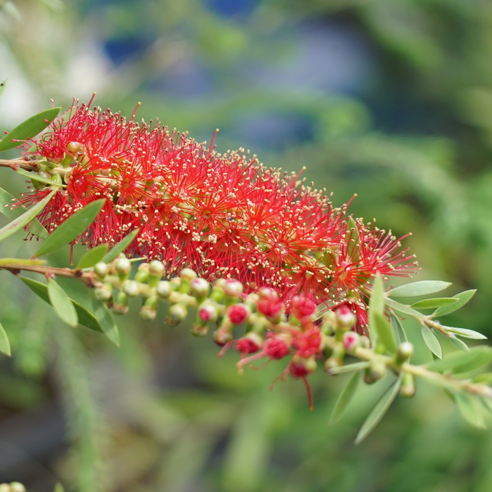 キンンポウジュ ピンディーピンディー 1