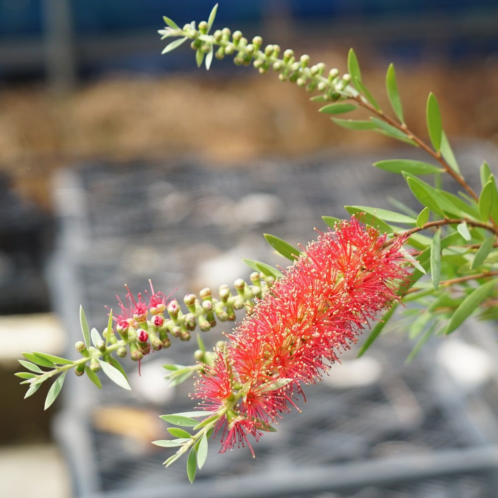 キンンポウジュ ピンディーピンディー 2