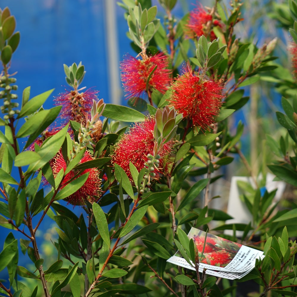 キンンポウジュ フォスター 