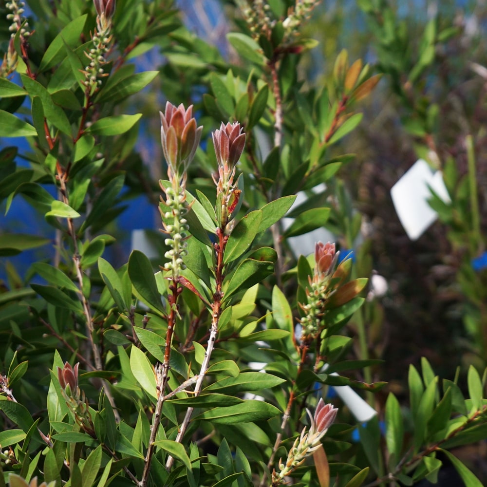 キンンポウジュ フォスター 1