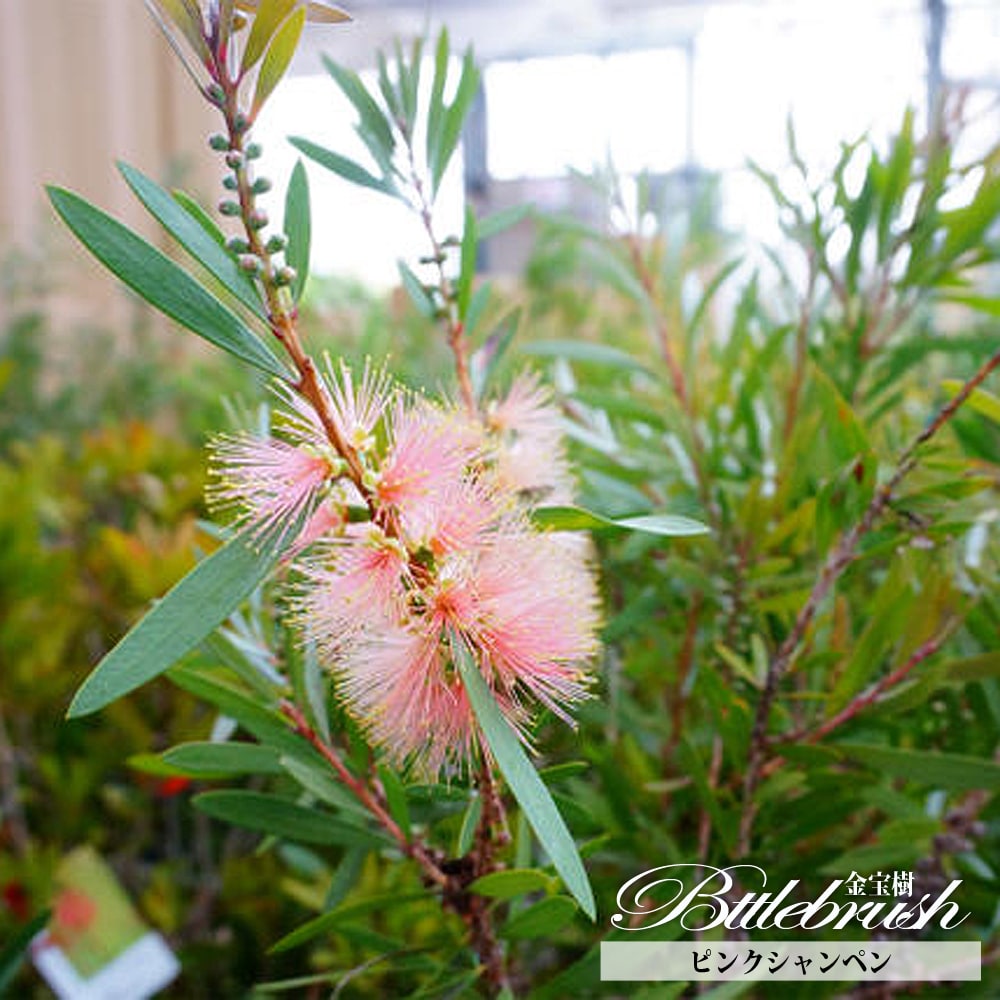 キンンポウジュ ピンクシャンペン 