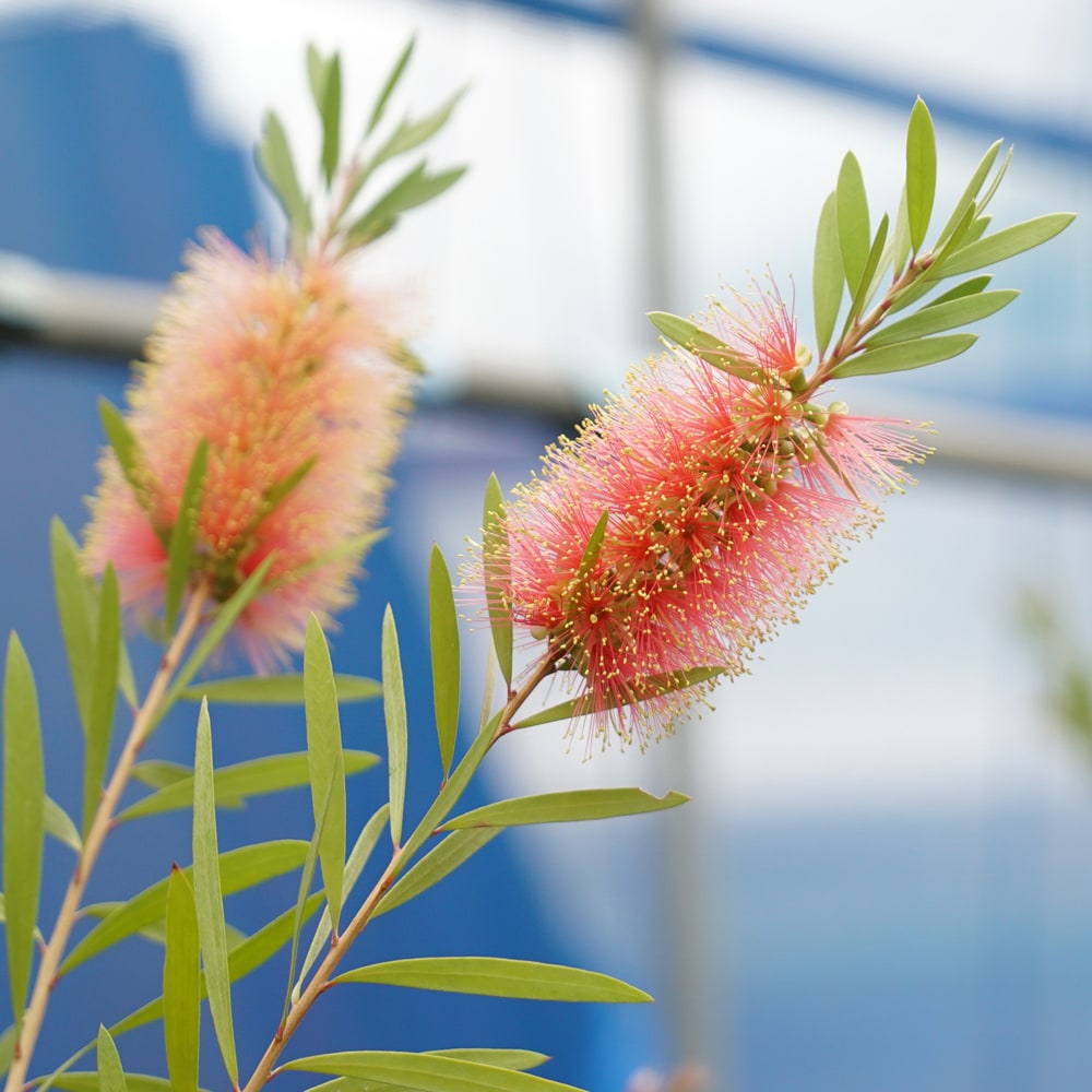 キンンポウジュ ピンクシャンペン 2