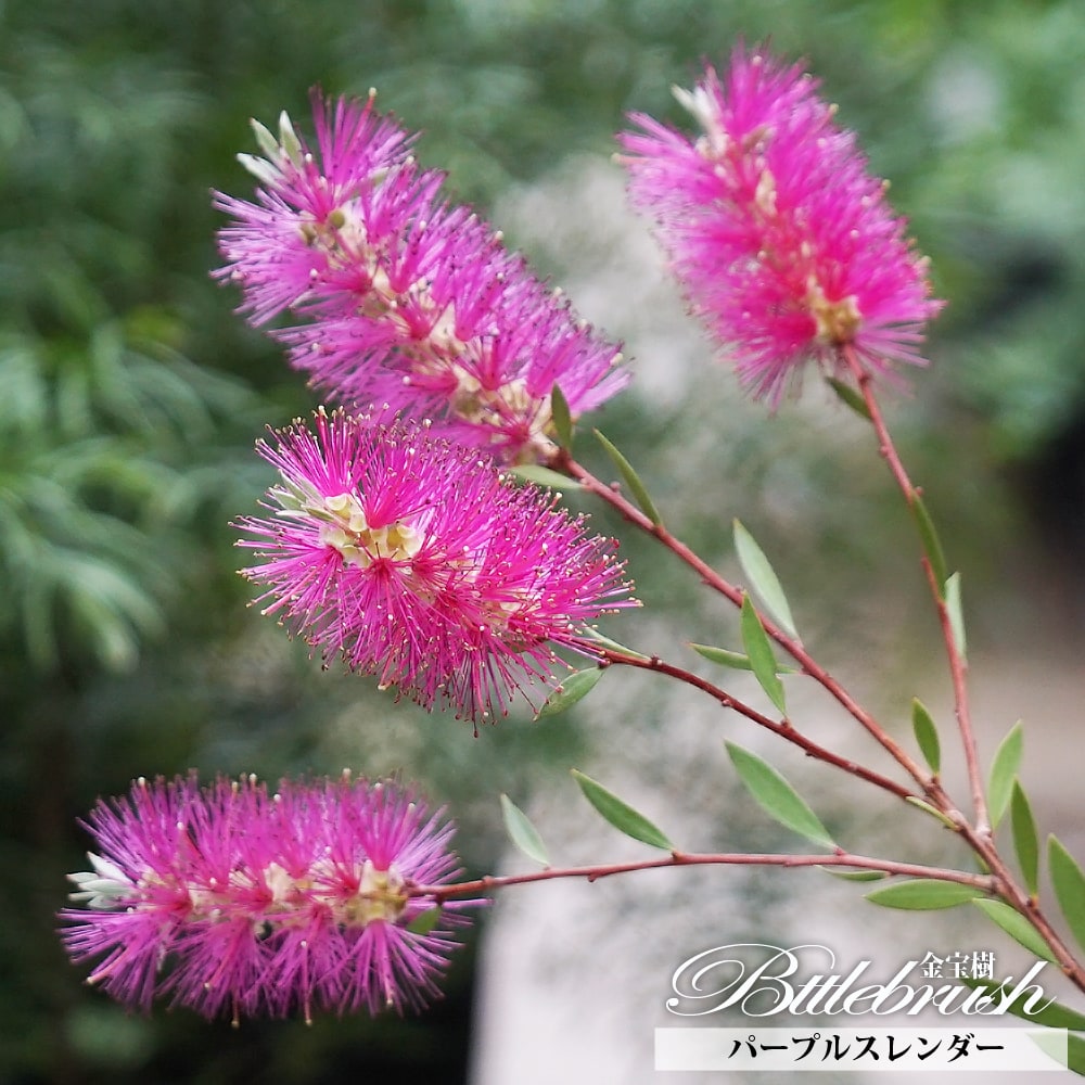 キンンポウジュ パープルスレンダー 