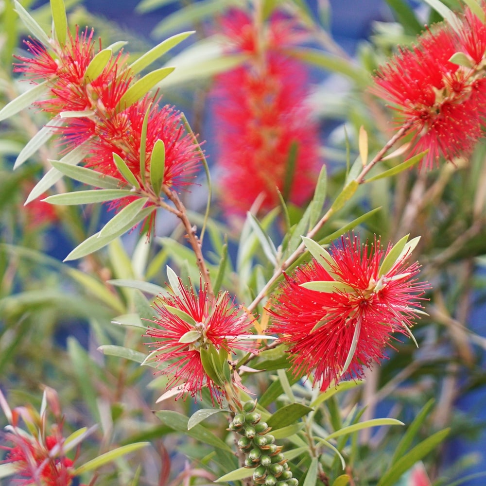 キンンポウジュ キングスパークスペシャル 1