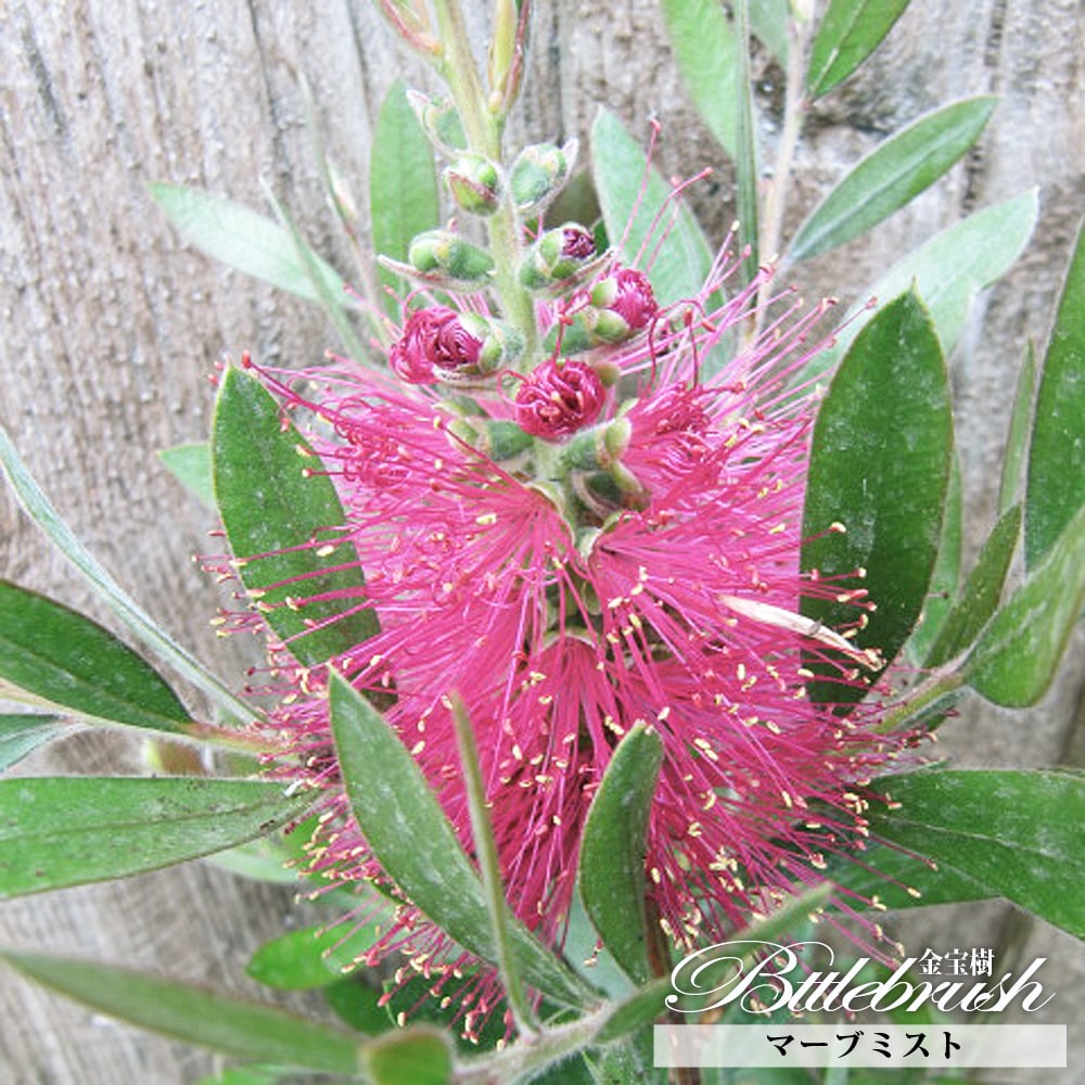 キンンポウジュ マーブミスト 