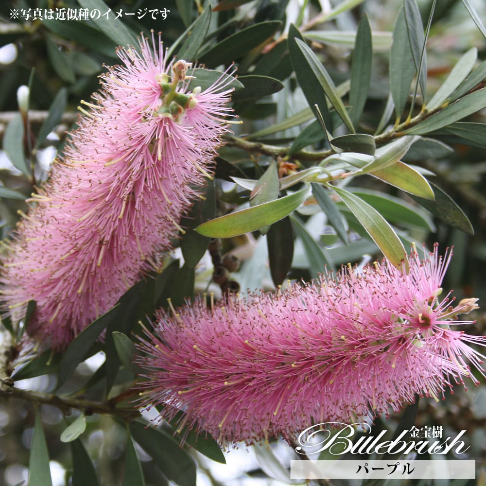 キンンポウジュ パープル 