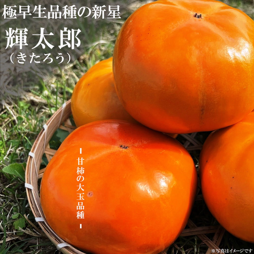 柿 完全甘柿 輝太郎 苗 通販 苗木部 By 花ひろばオンライン