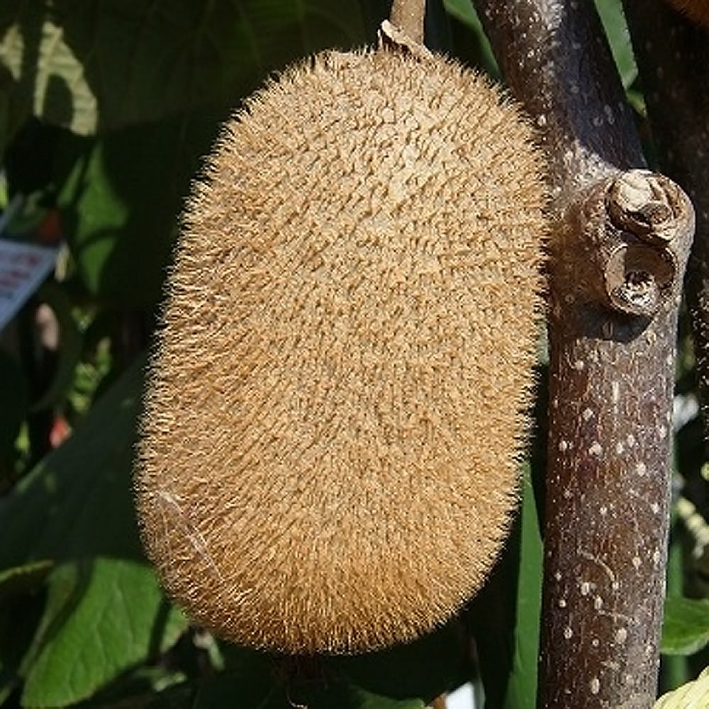 キウイ スーパーエメラルド 1