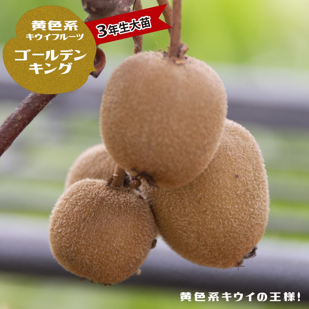 キウイ ゴールデンキング 