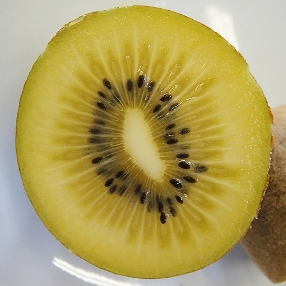 キウイ ジャンボイエロー 