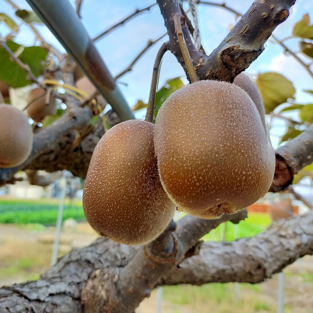 キウイ ジャンボイエロー 