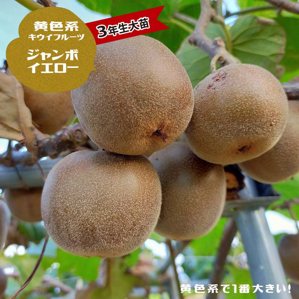 キウイ ジャンボイエロー 