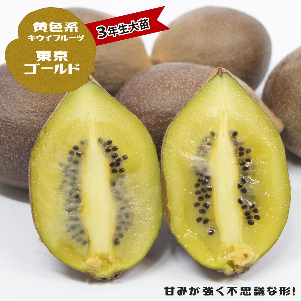 キウイ 東京ゴールド 