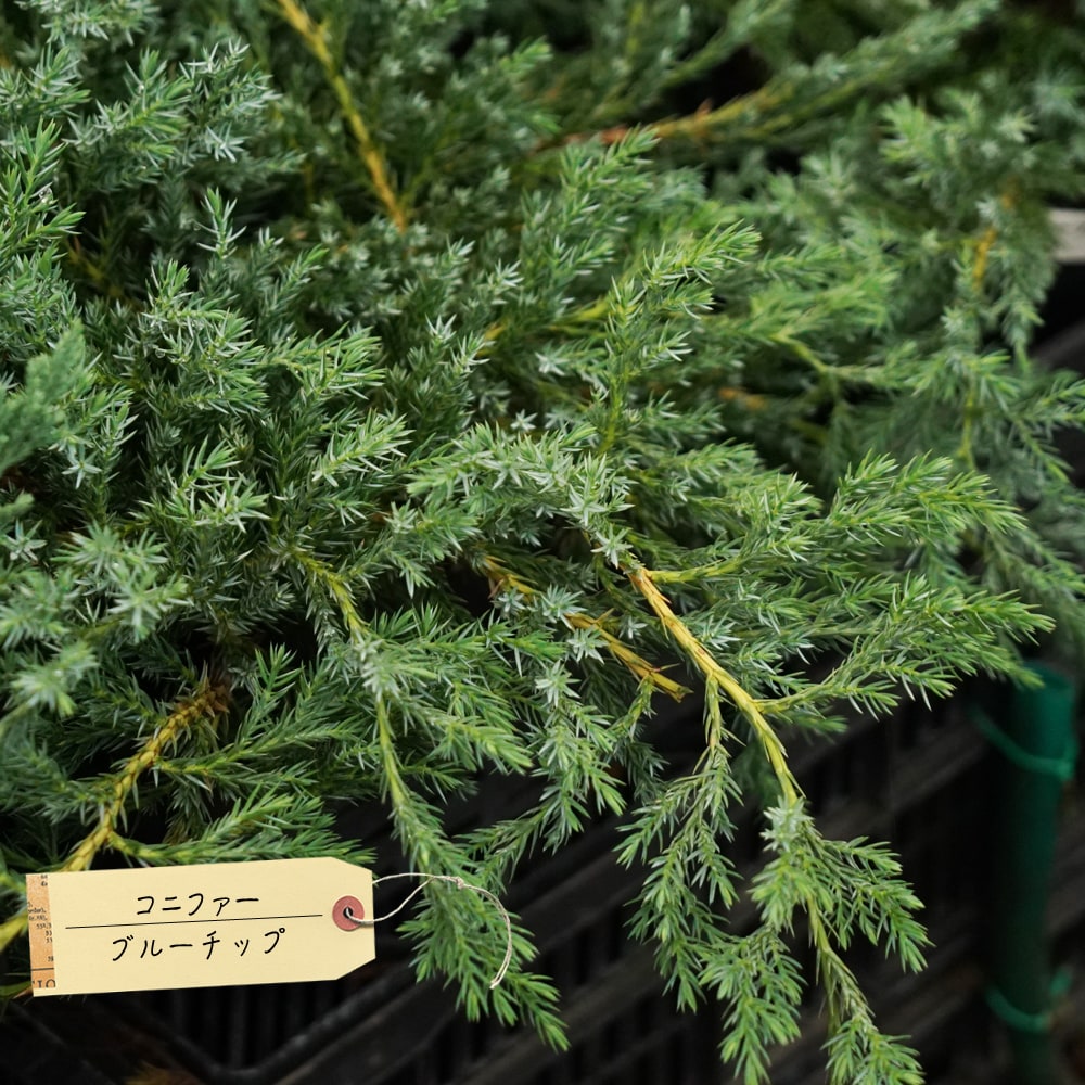 コニファー ブルーチップ 