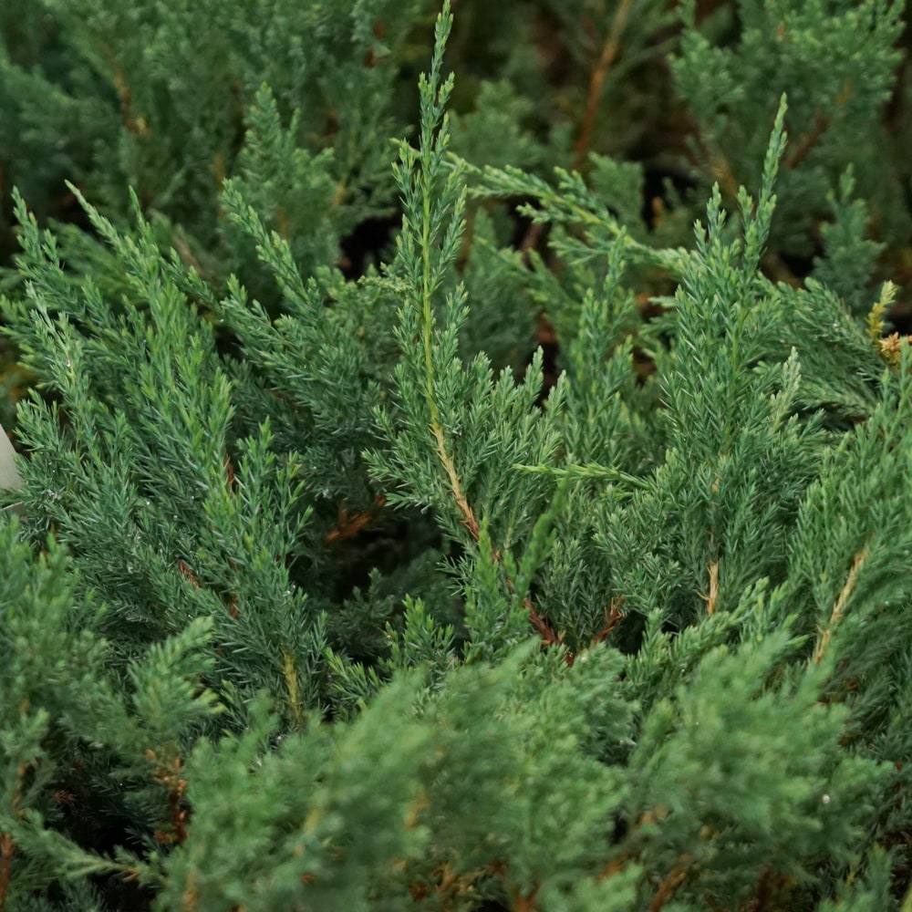 コニファー ゴールデンモップ 1