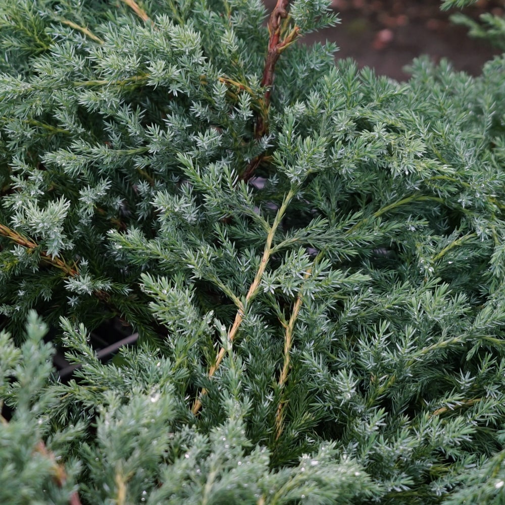 コニファー ブルーカーペット 4