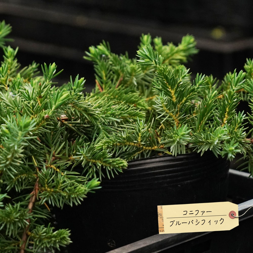 コニファー ブルーパシフィック 2