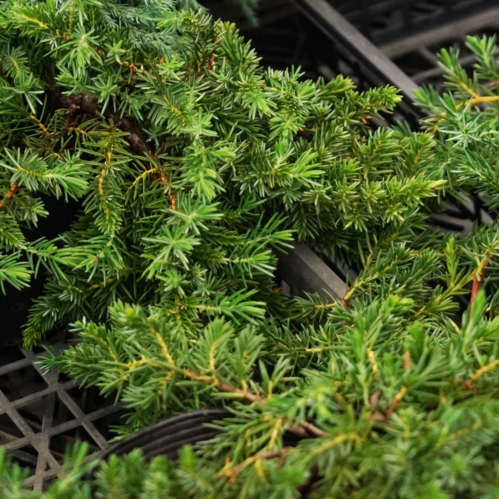 コニファー ブルーパシフィック 4