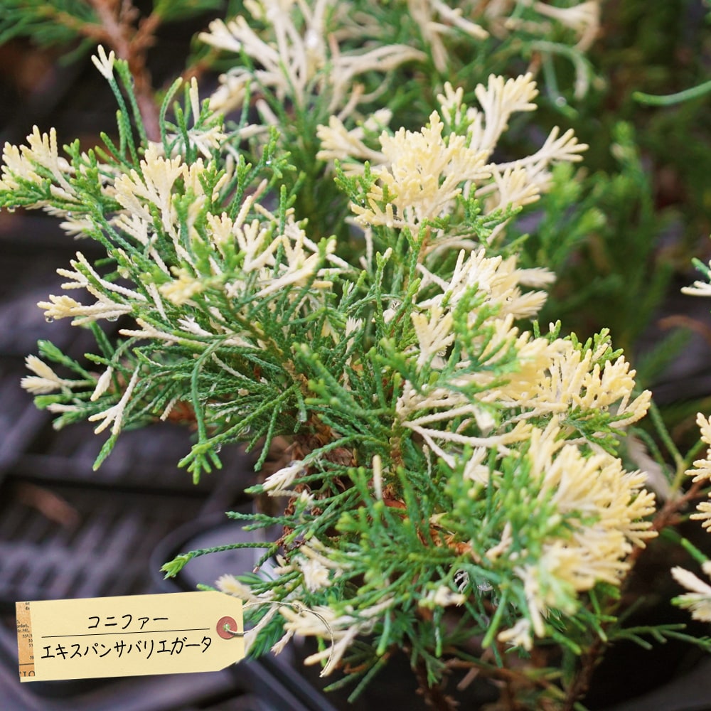 コニファー エキスパンサバリエガータ 