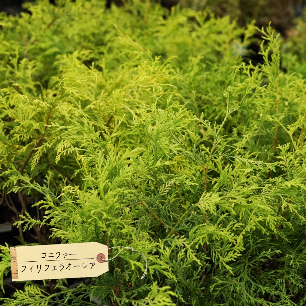 コニファー フィリフェラオーレア 