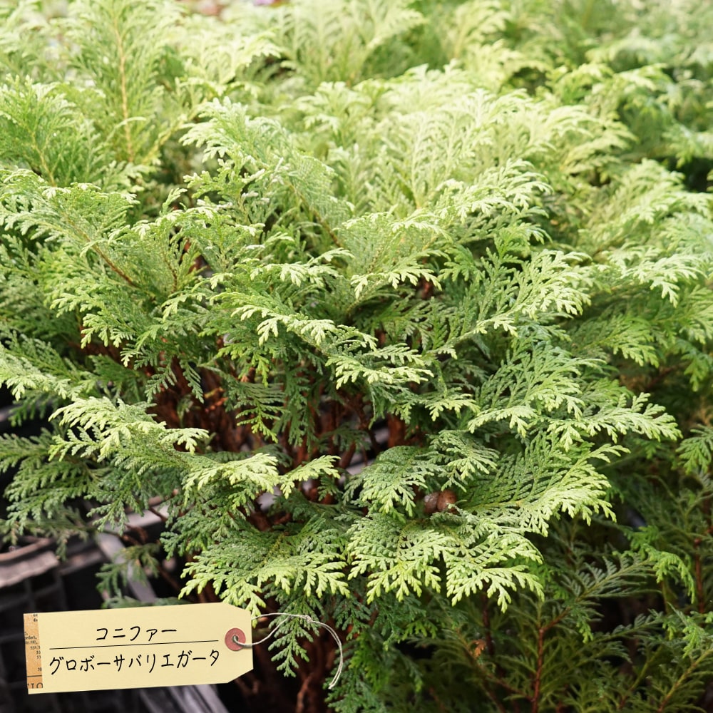 コニファー グロボーサバリエガータ 
