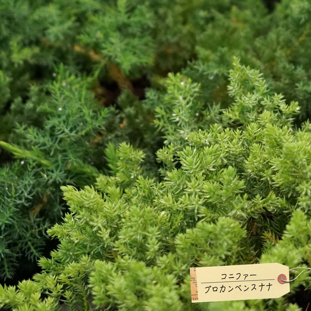 コニファー プロカンベンスナナ 