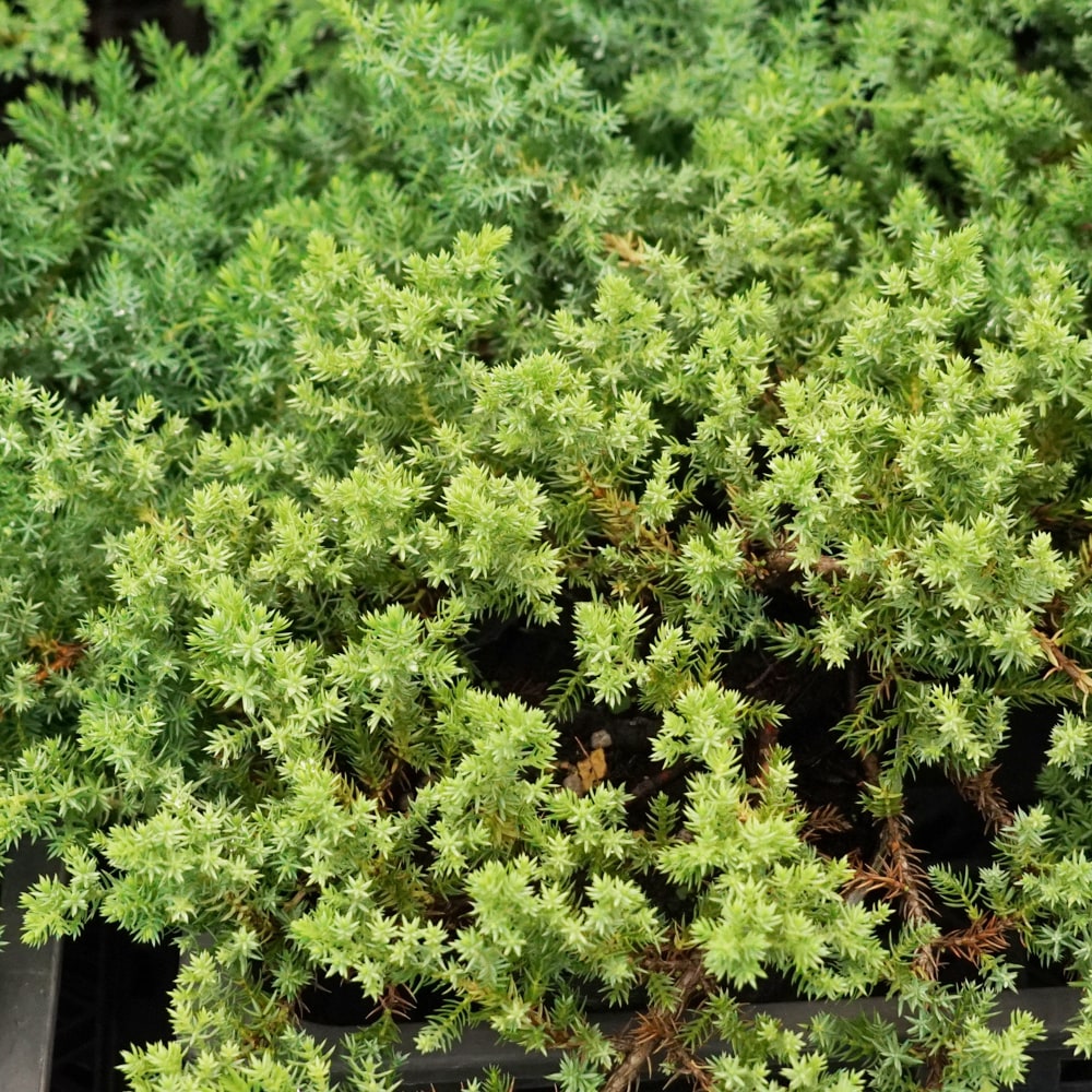 コニファー プロカンベンスナナ 1