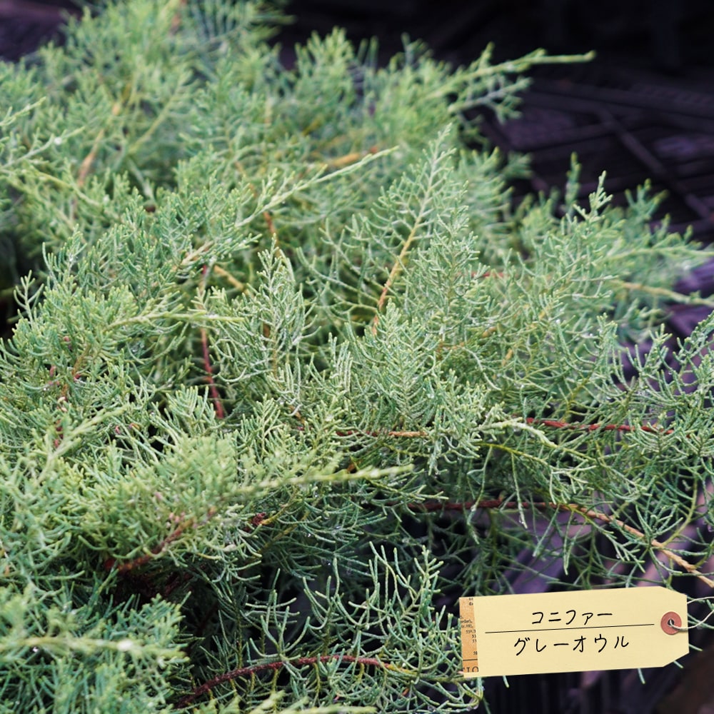 コニファー グレーオウル 