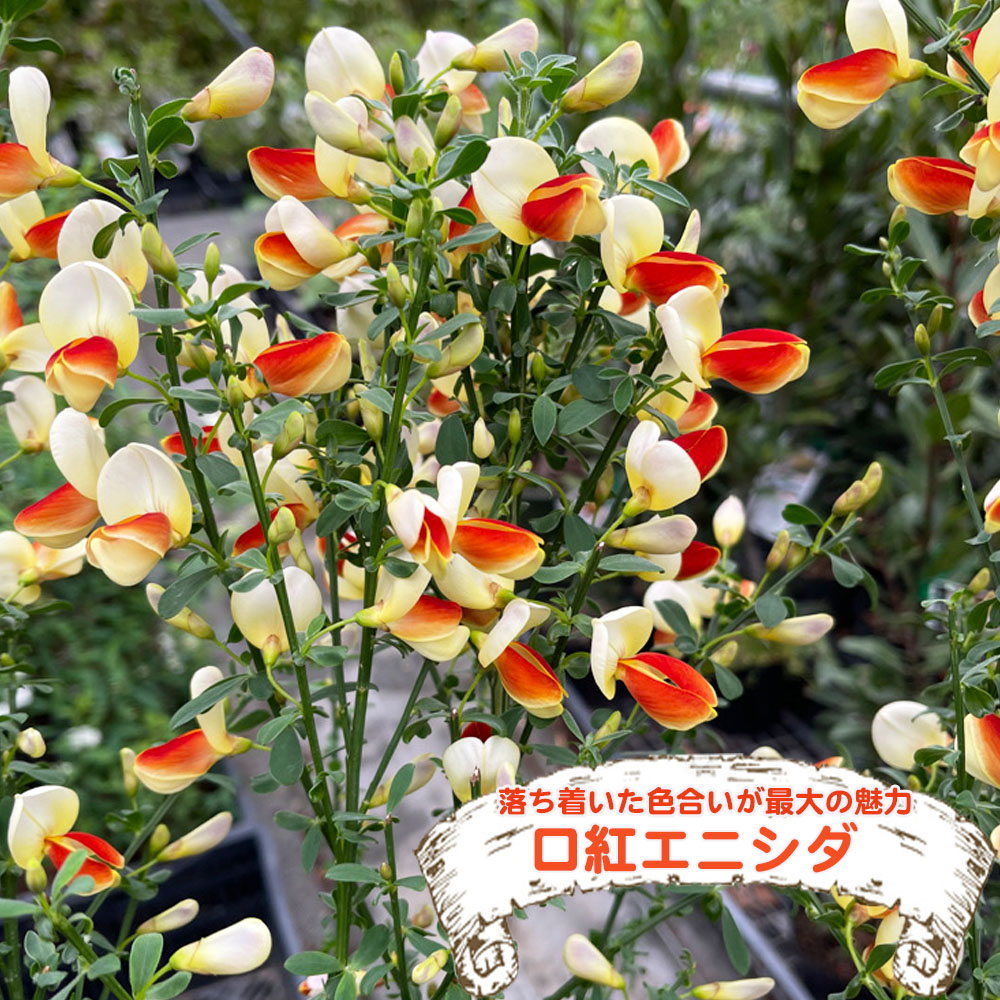 エニシダ くちべに 2