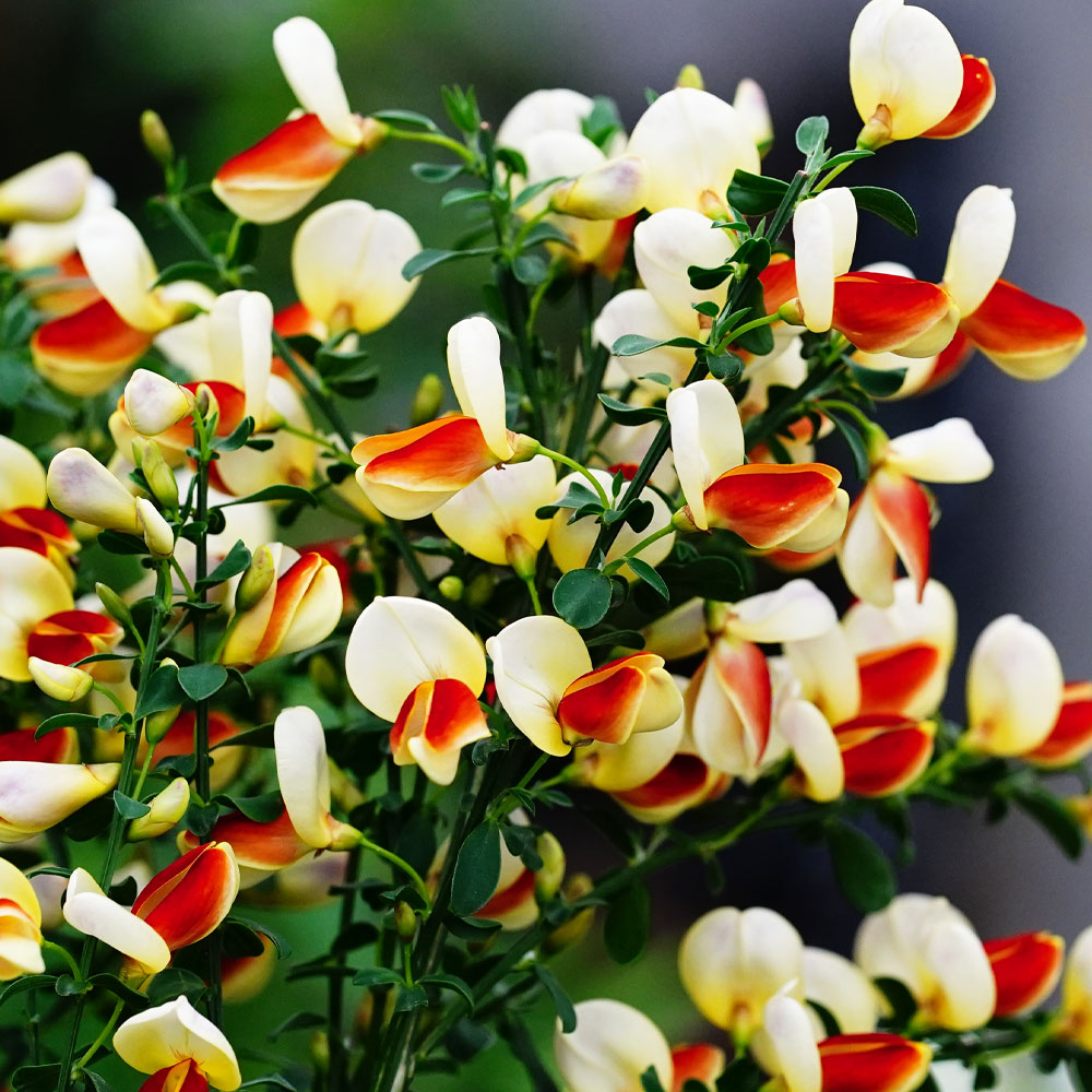 エニシダ くちべに 1