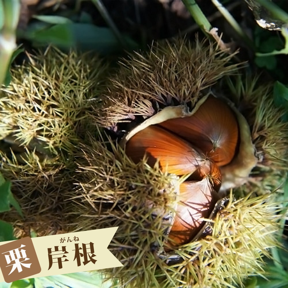 栗 岸根 （がんね） 