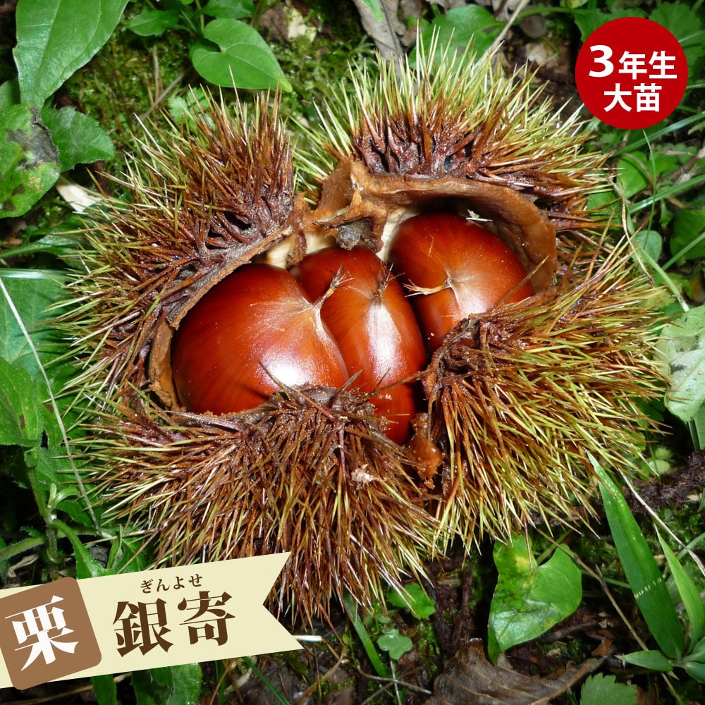 栗 銀寄 （ぎんよせ） 