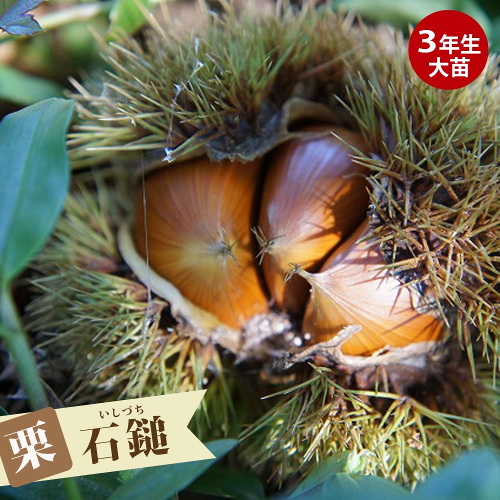 栗 石鎚 （いしづち） 2