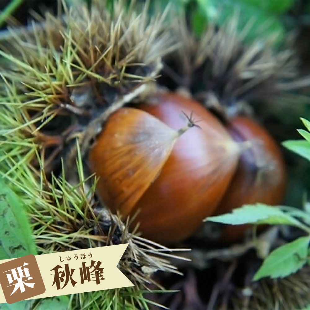 栗 秋峰 （しゅうほう） 