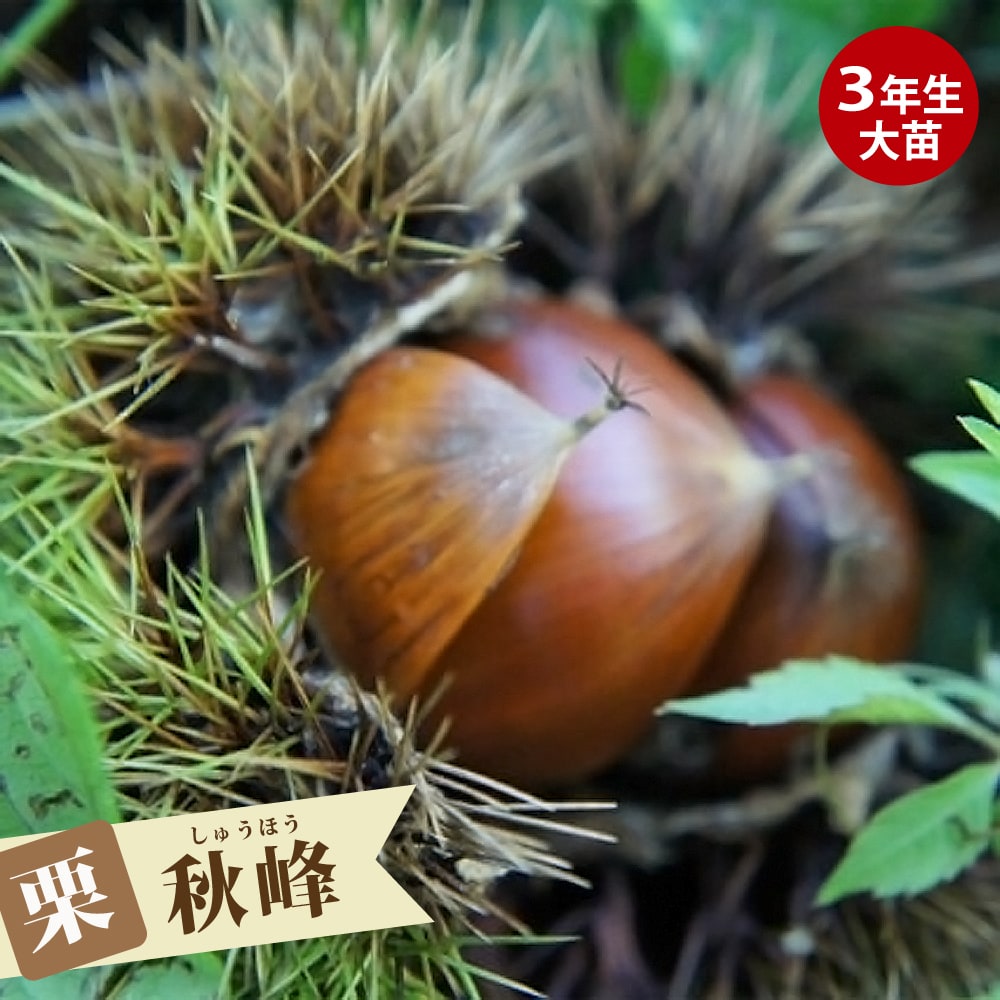 栗 秋峰 （しゅうほう） 
