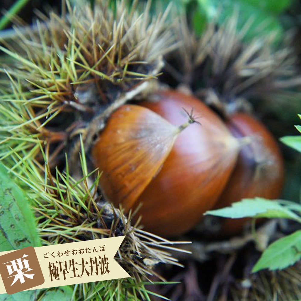 栗 極早生大丹波 苗 販売 苗木部 By 花ひろばオンライン