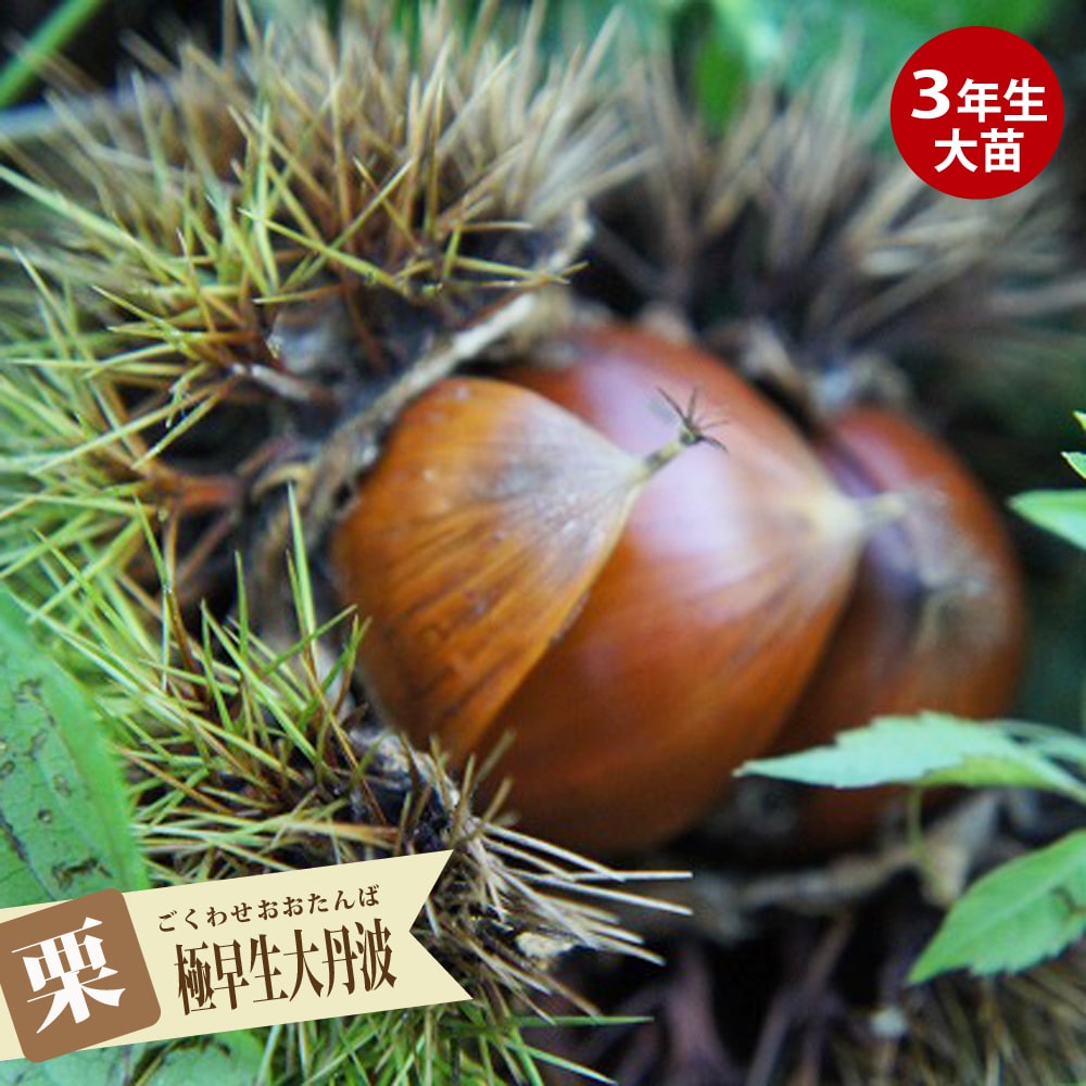 栗 極早生大丹波 