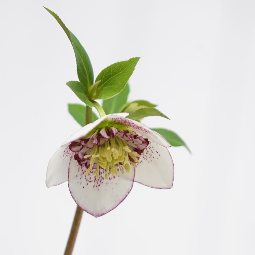 クリスマスローズ ホワイトシュガーシフォン 3