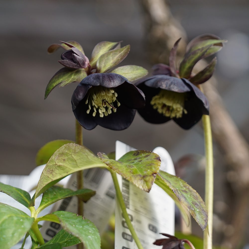 クリスマスローズ ブラックパール 1