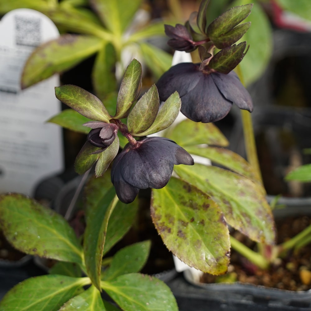 クリスマスローズ ブラックパール 苗 販売 苗木部 By 花ひろばオンライン