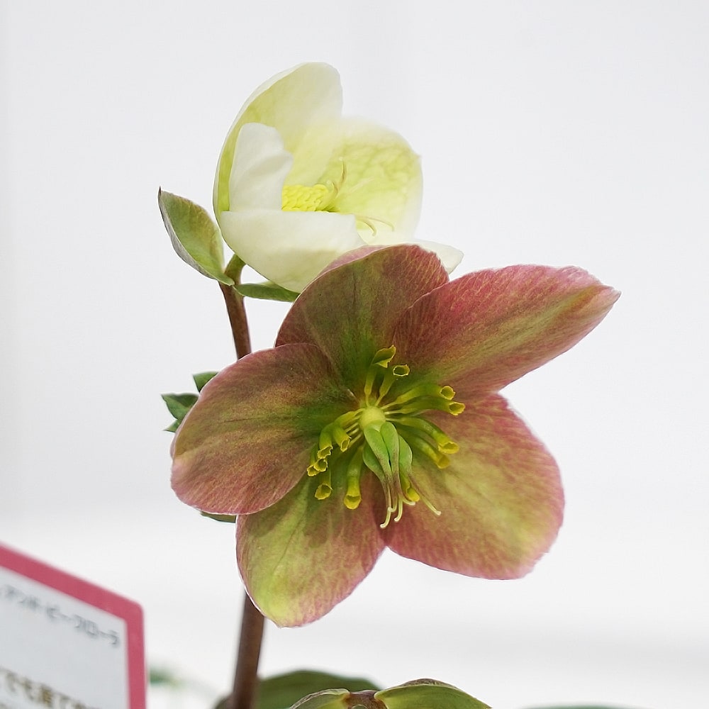 クリスマスローズ エリックスミシィ 3